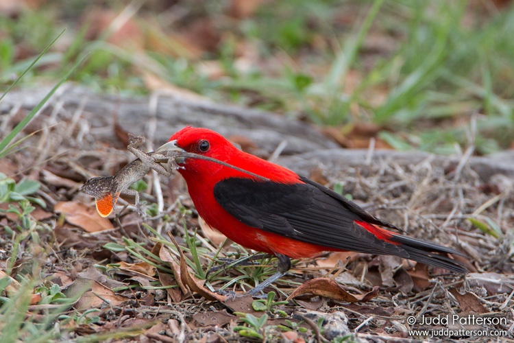 Scarlet Tanager, Dry Tortugas National Park, Florida, United States